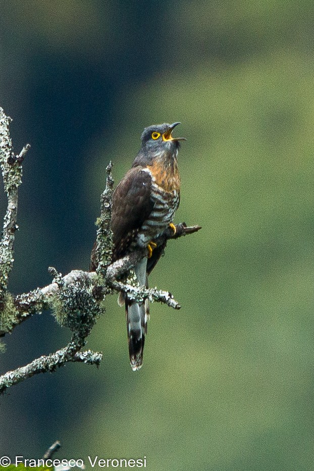 Large Hawk-Cuckoo - ML460720391