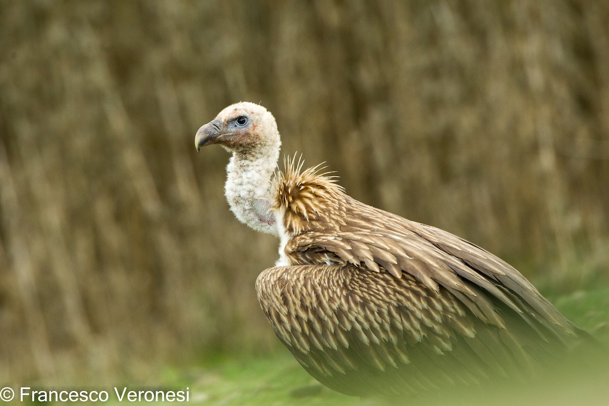 Himalayan Griffon - ML460720431