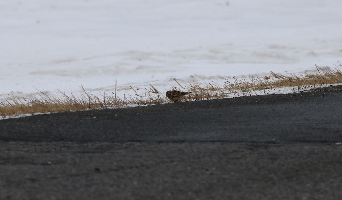 Lapland Longspur - Suzanne Fortin