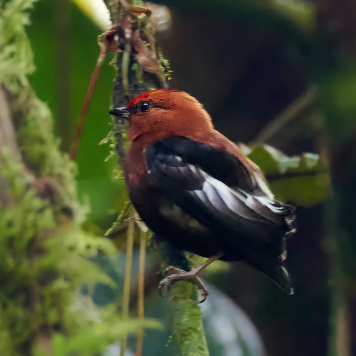 Club-winged Manakin - ML460720781
