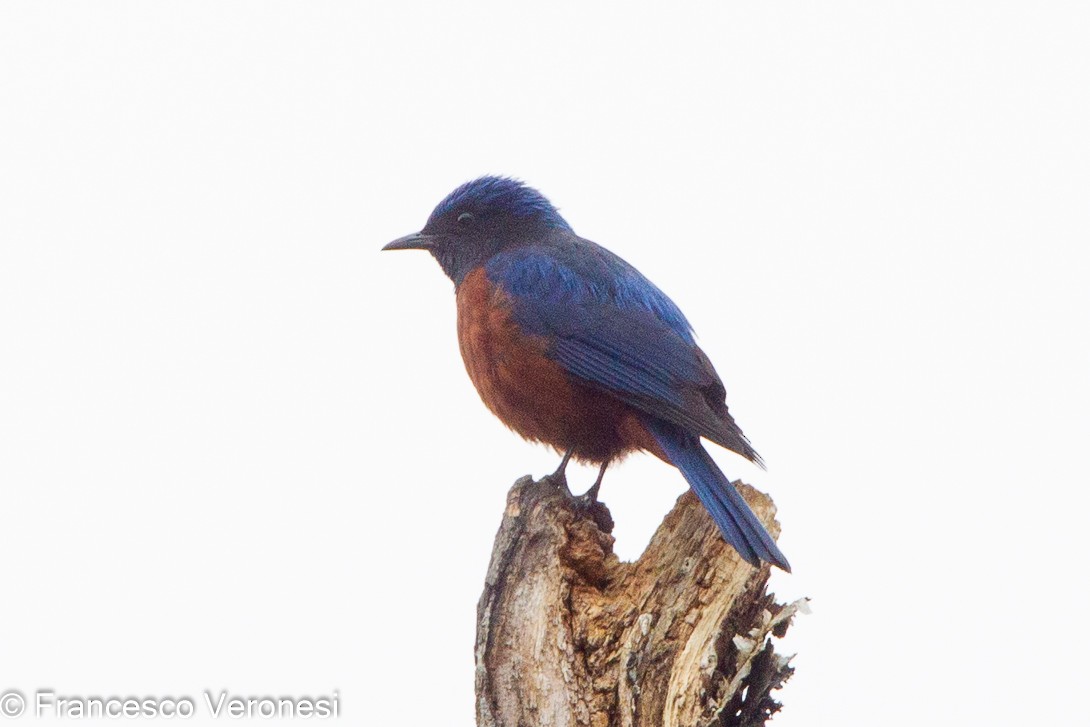 Chestnut-bellied Rock-Thrush - Francesco Veronesi