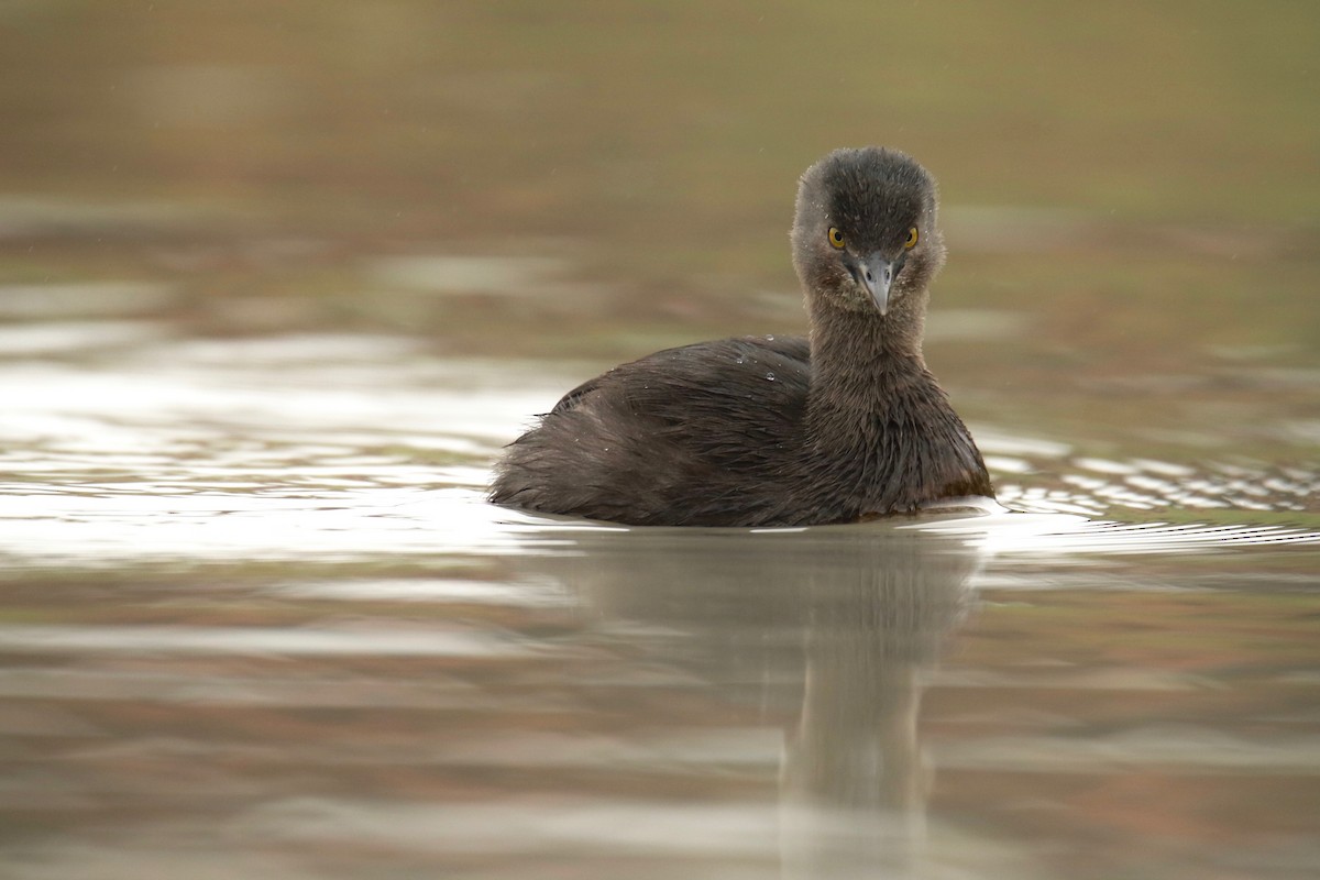 Least Grebe - ML460721401