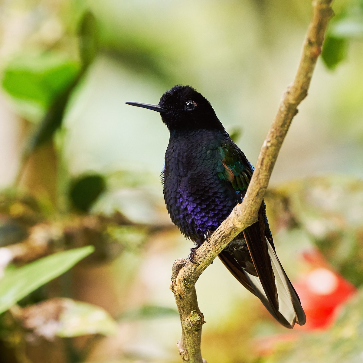 Velvet-purple Coronet - ML460721441