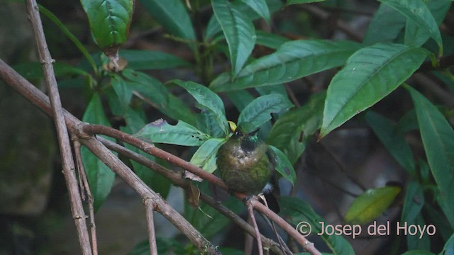 kolibřík dřišťálový (ssp. smaragdinicollis) - ML460721561