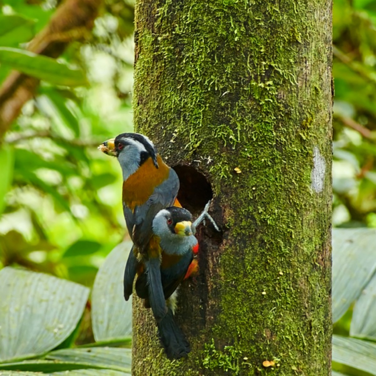 Toucan Barbet - ML460721731
