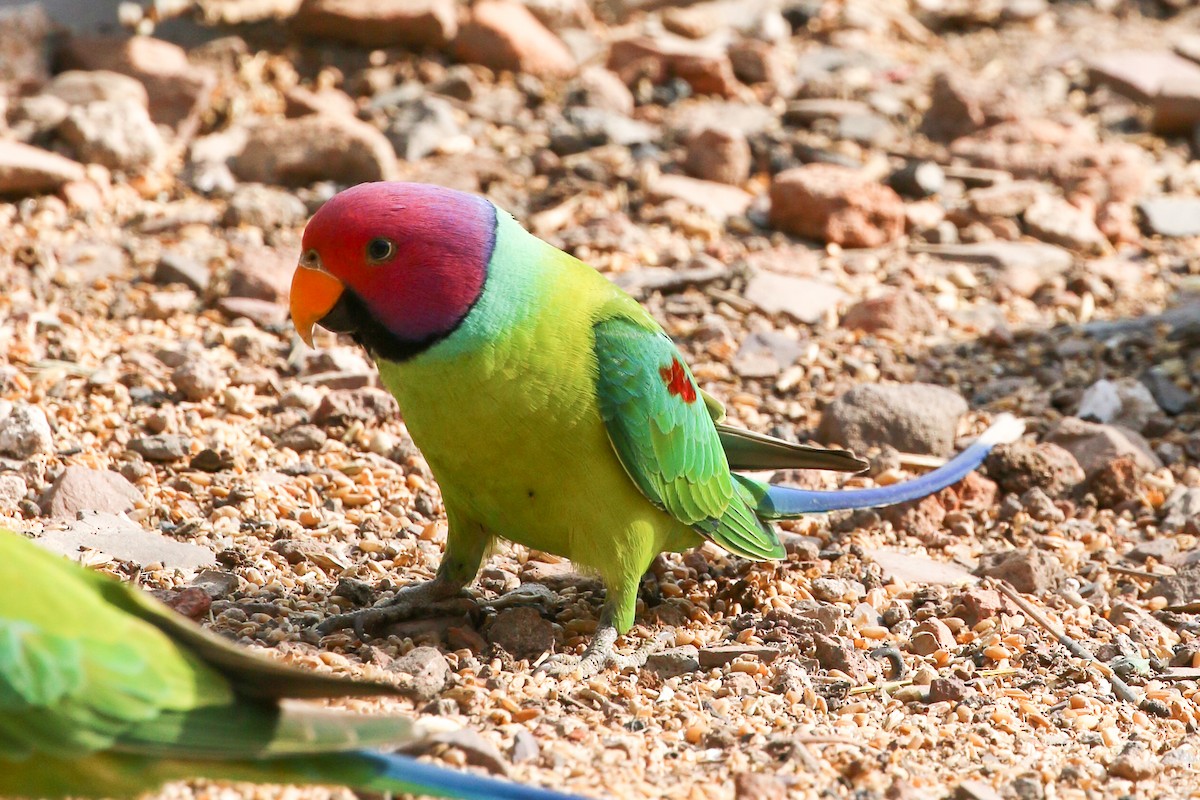 Папужець фіолетовоголовий - ML46072201