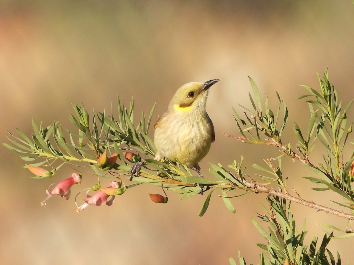 Gray-fronted Honeyeater - ML460722161