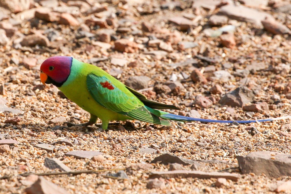 Plum-headed Parakeet - ML46072231