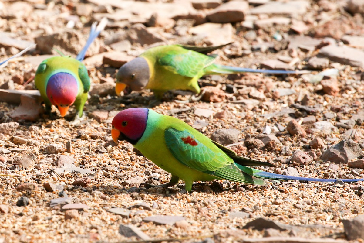 Plum-headed Parakeet - ML46072241