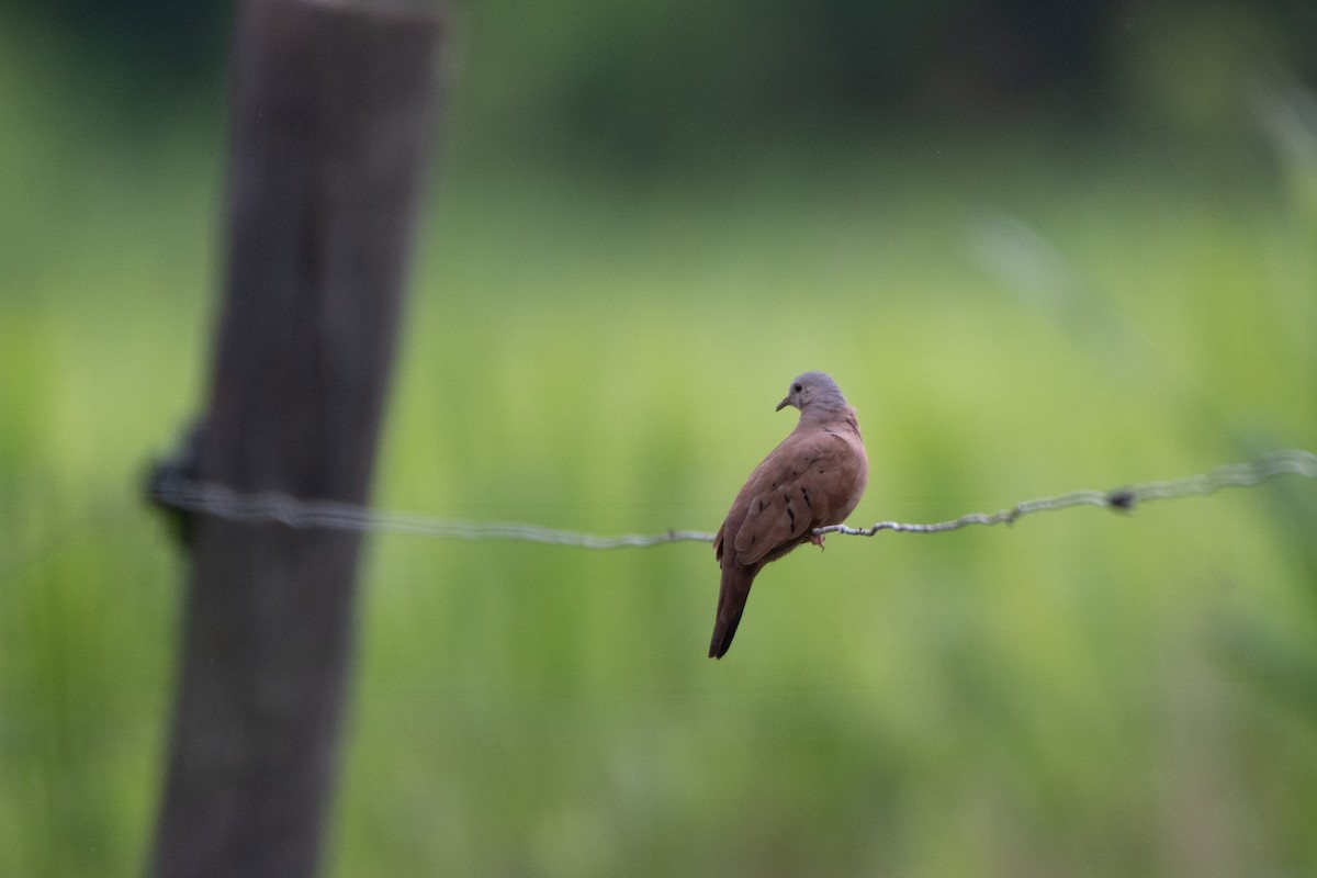 Ruddy Ground Dove - ML460723671