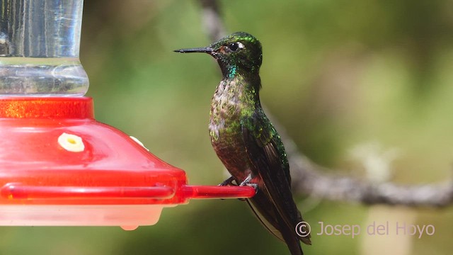 kolibřík dřišťálový (ssp. smaragdinicollis) - ML460723751