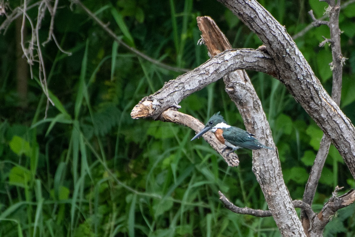 Amazon Kingfisher - ML460725381