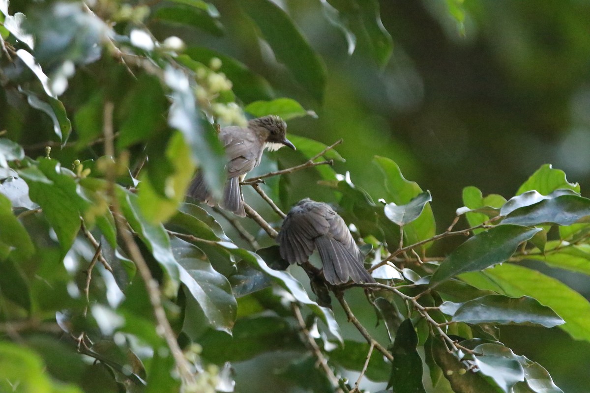 Cinereous Bulbul - ML460725951