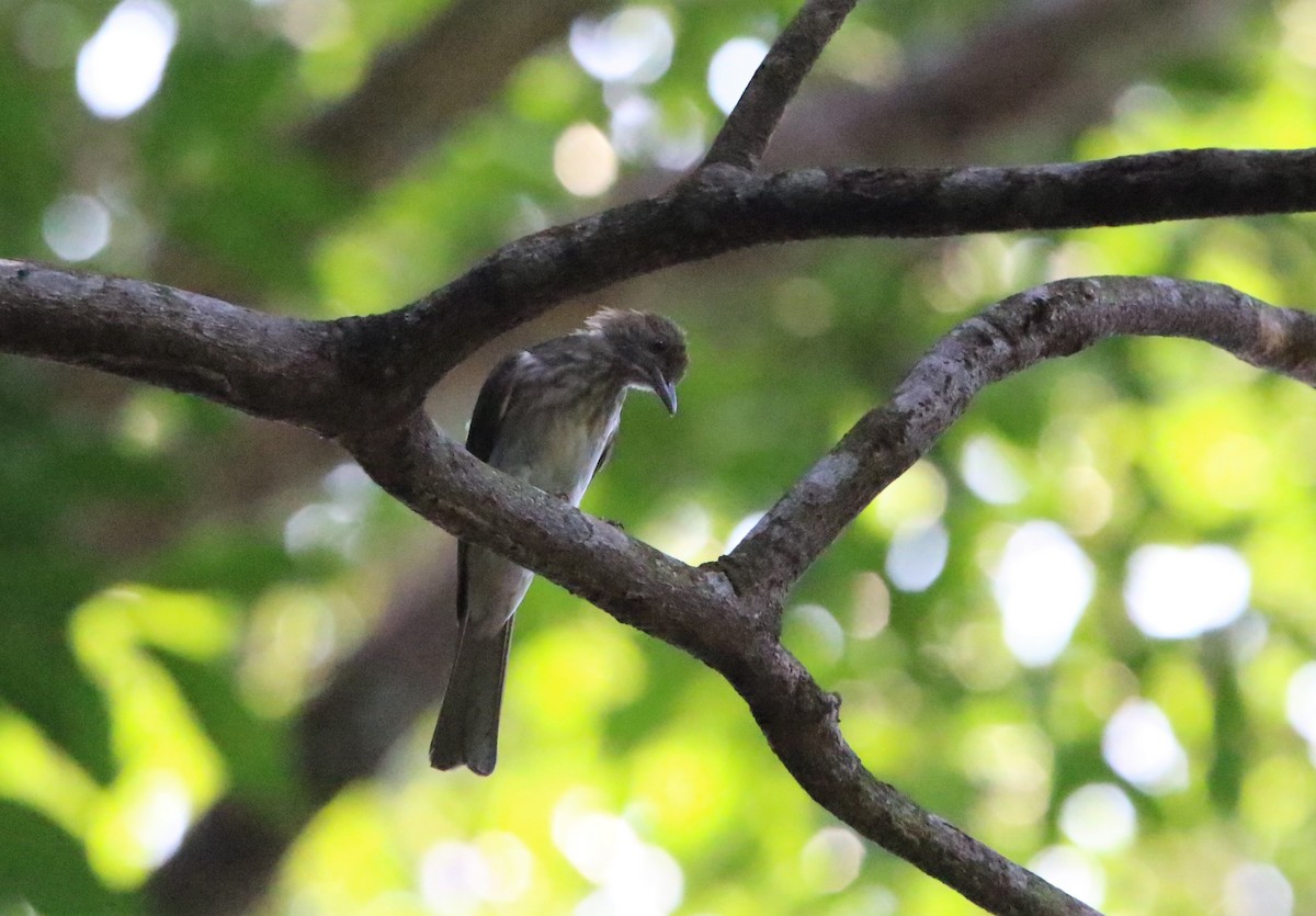 Streaked Bulbul - Fadzrun A.