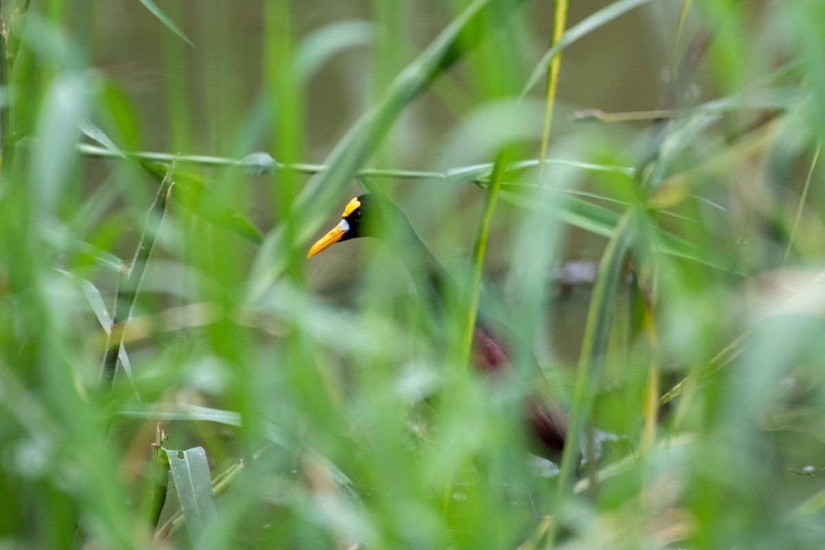 Northern Jacana - ML460726011