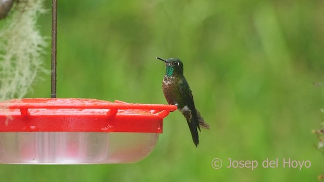 kolibřík dřišťálový (ssp. smaragdinicollis) - ML460726311