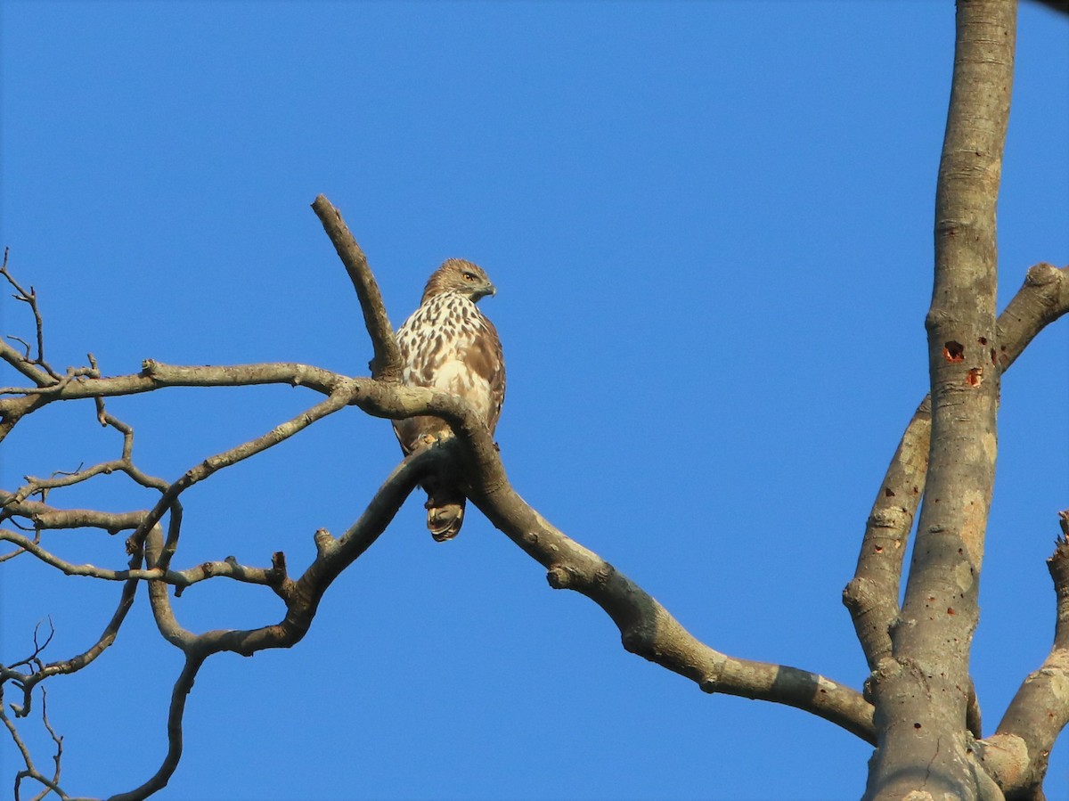 Changeable Hawk-Eagle - ML460726561