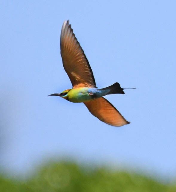 Rainbow Bee-eater - ML460726701