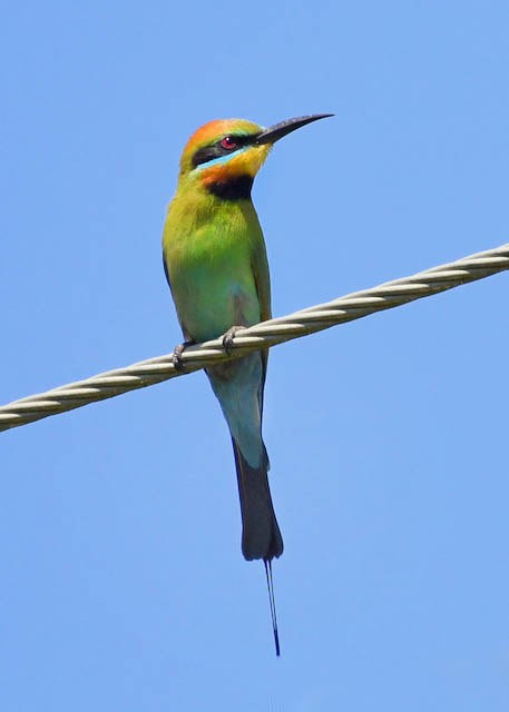 Rainbow Bee-eater - ML460726711