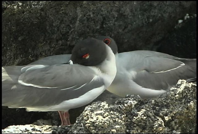 Swallow-tailed Gull - ML460727