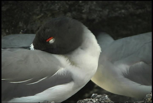 Gaviota Tijereta - ML460728