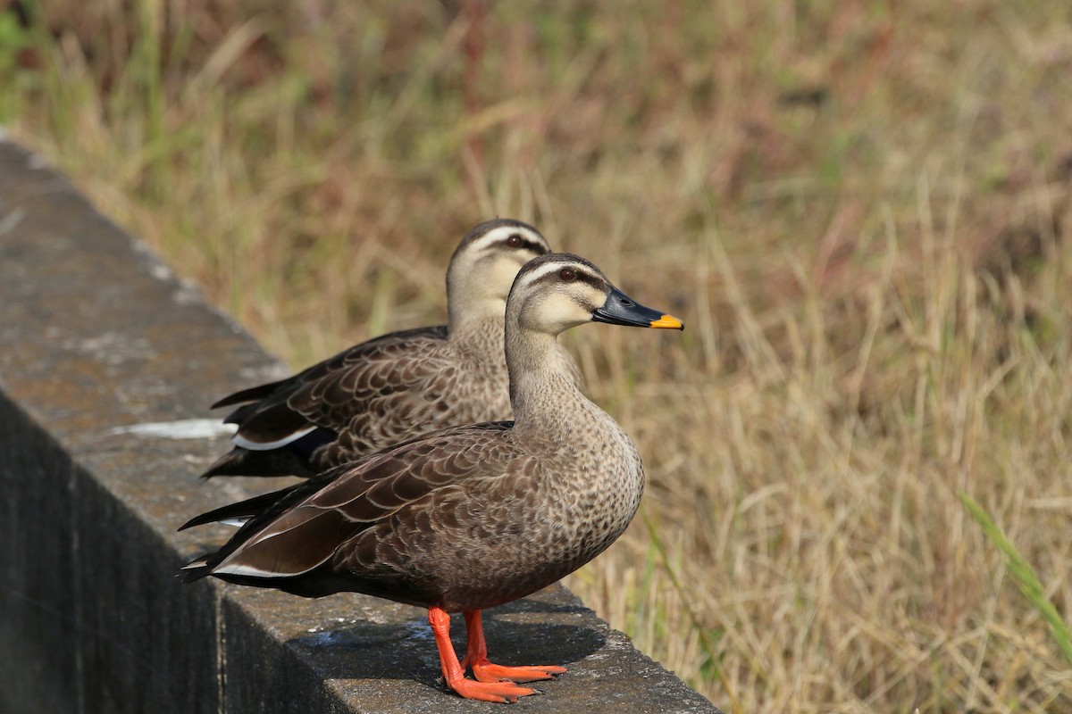 Eastern Spot-billed Duck - ML460728301