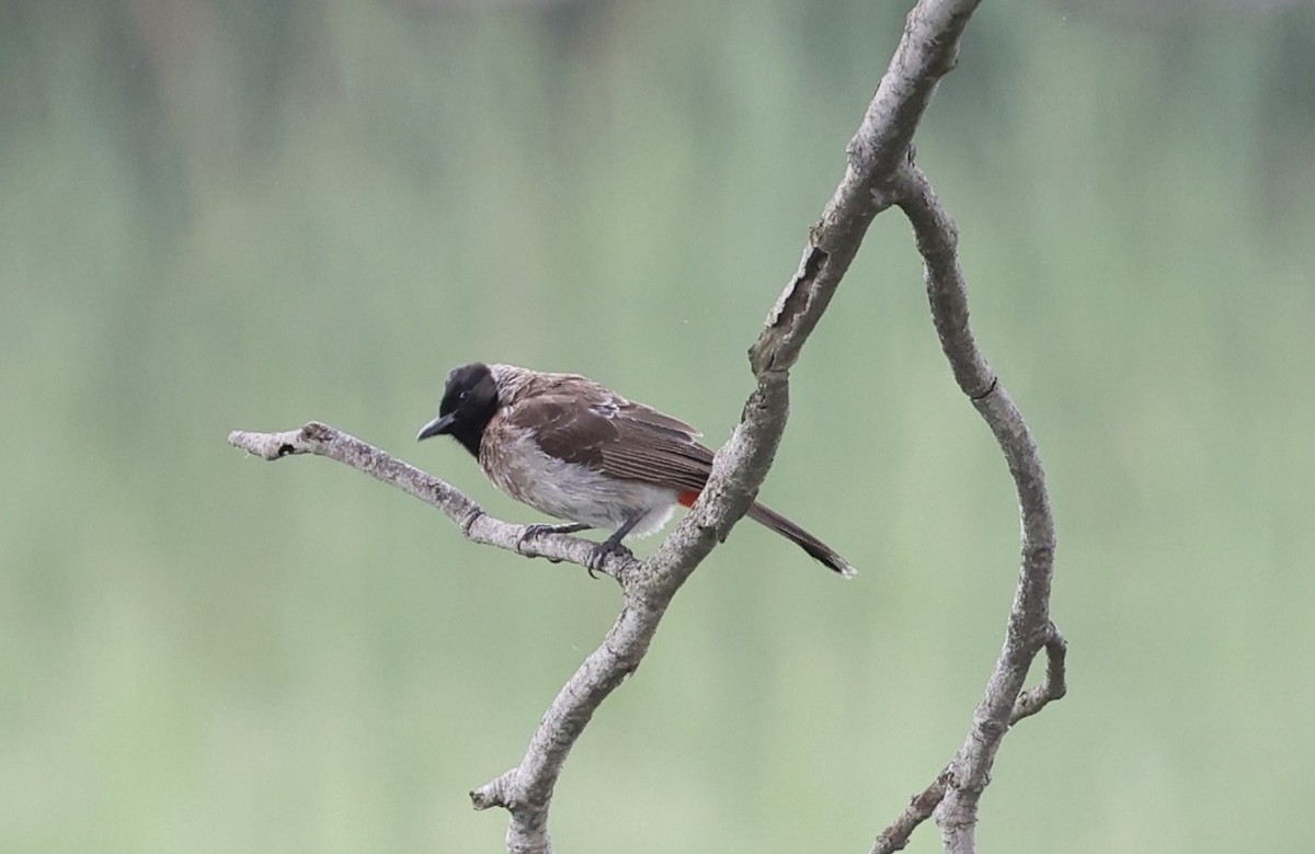 Bulbul à ventre rouge - ML460728391