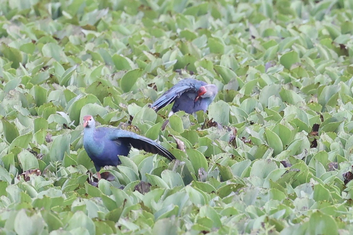 Gray-headed Swamphen - ML460728431