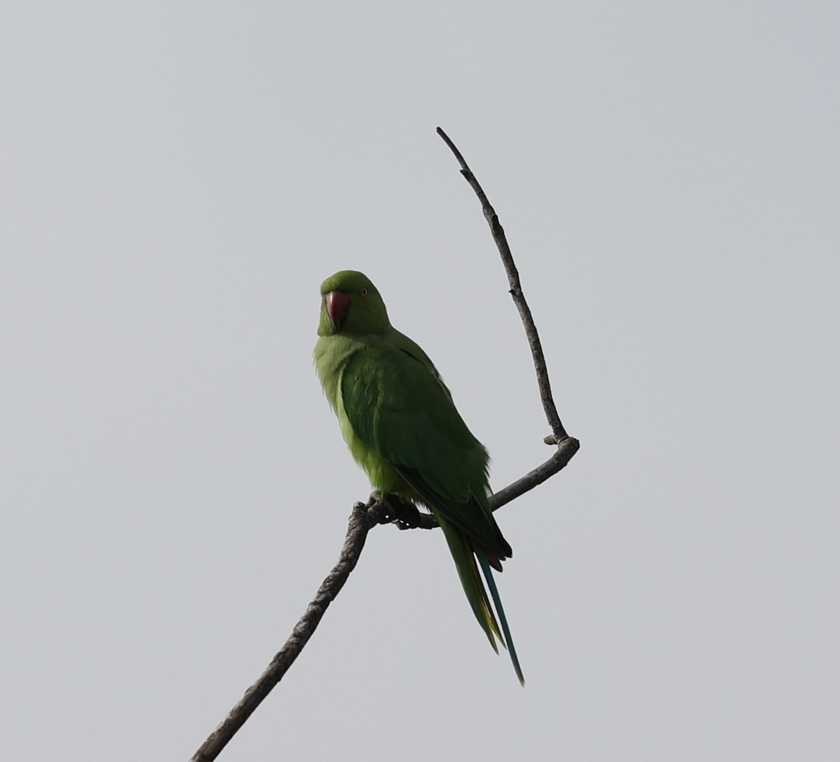 Rose-ringed Parakeet - ML460728461