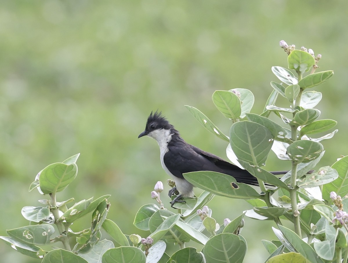 Pied Cuckoo - ML460728551