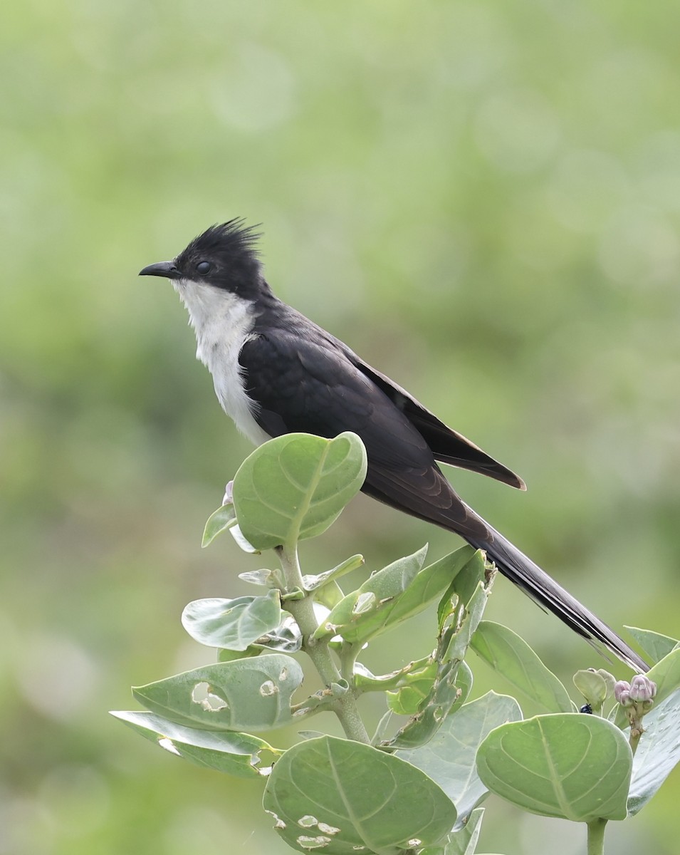 Pied Cuckoo - ML460728571