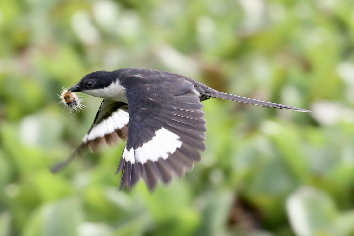 Pied Cuckoo - ML460728601