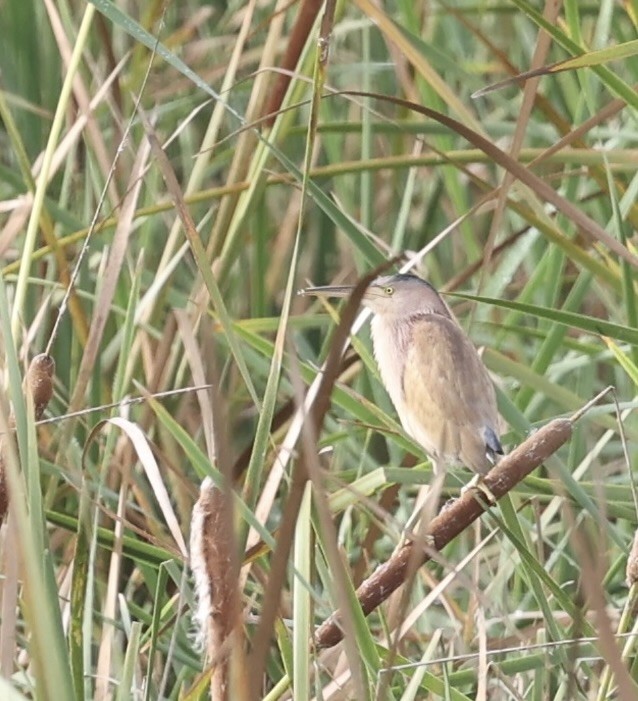 Yellow Bittern - ML460728741