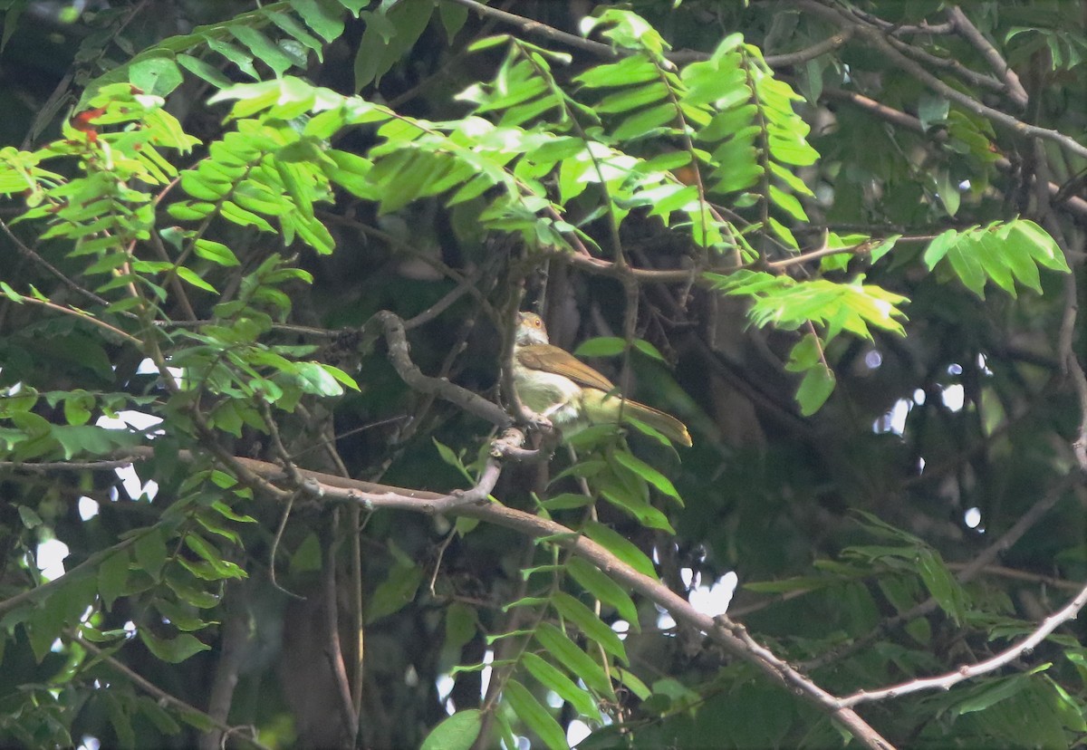 Bulbul oeil-de-feu - ML460730171