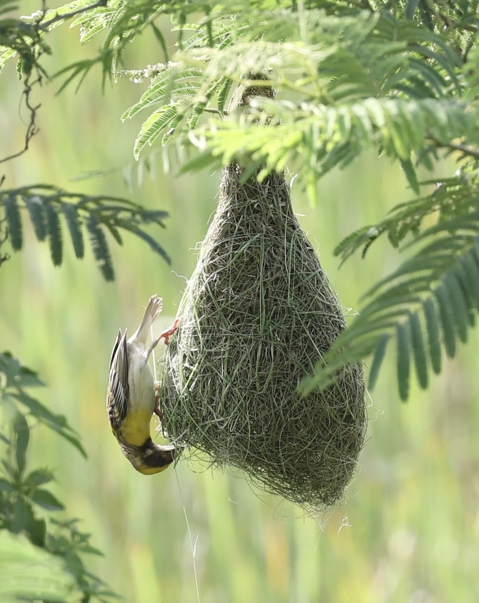 Baya Weaver - ML460730191