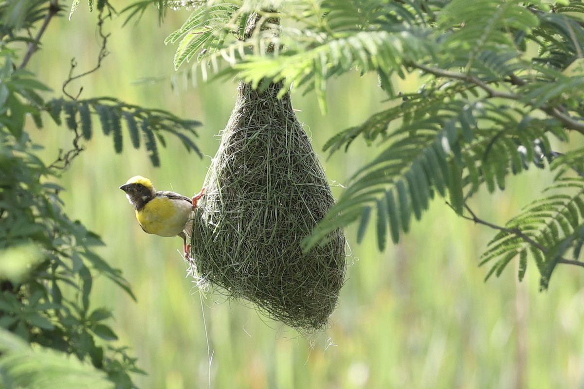 Baya Weaver - Adithi Rao