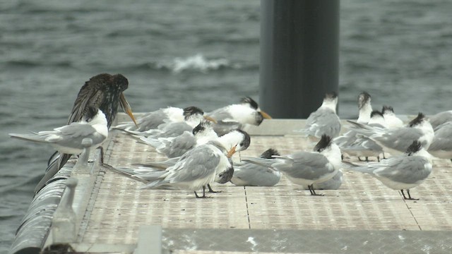 Great Crested Tern - ML460730261