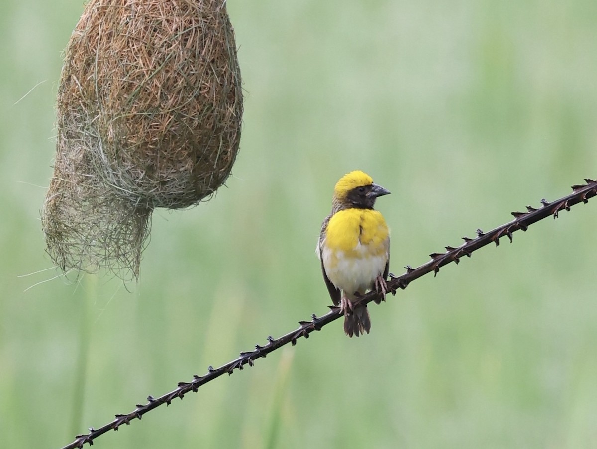 Baya Weaver - ML460730281