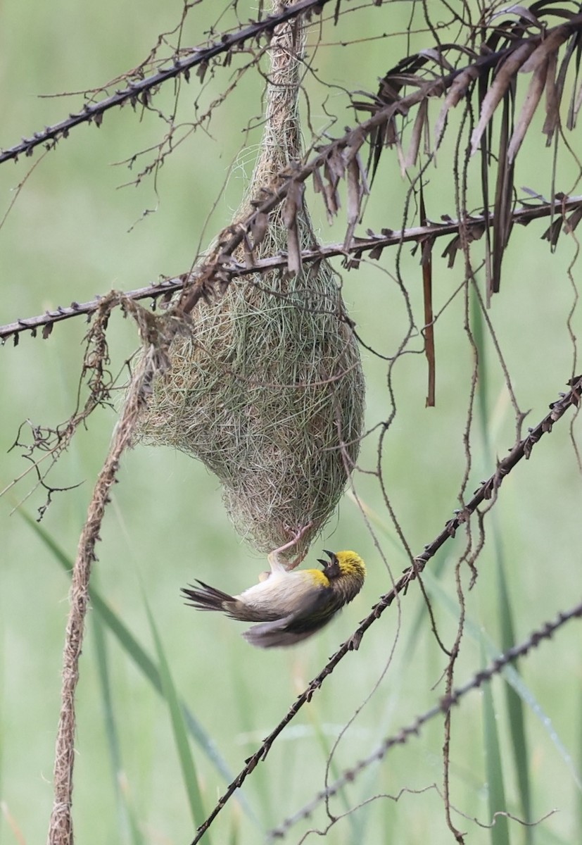 Baya Weaver - ML460730421