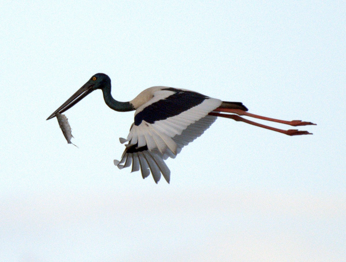 Black-necked Stork - ML460730431