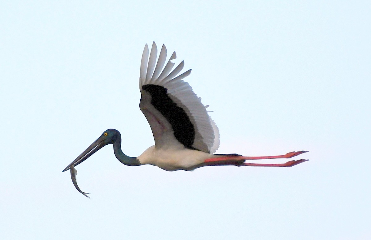 Black-necked Stork - ML460730501
