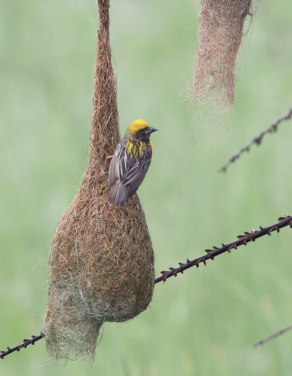 Baya Weaver - ML460730721