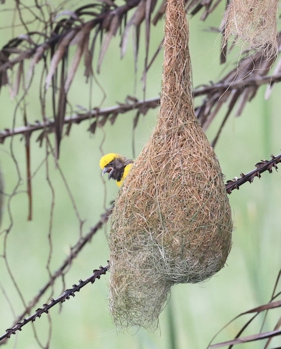 Baya Weaver - ML460730801