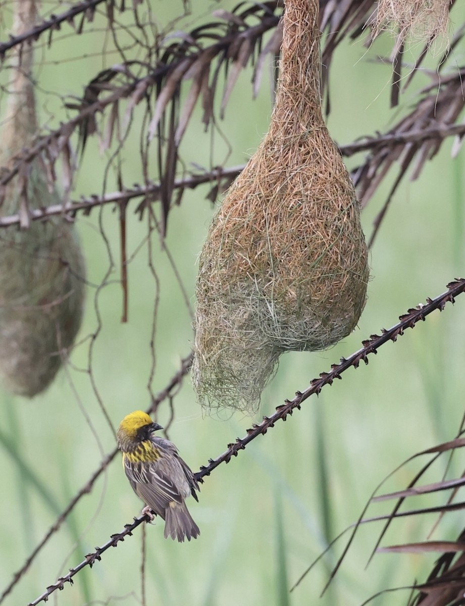 Baya Weaver - ML460730811