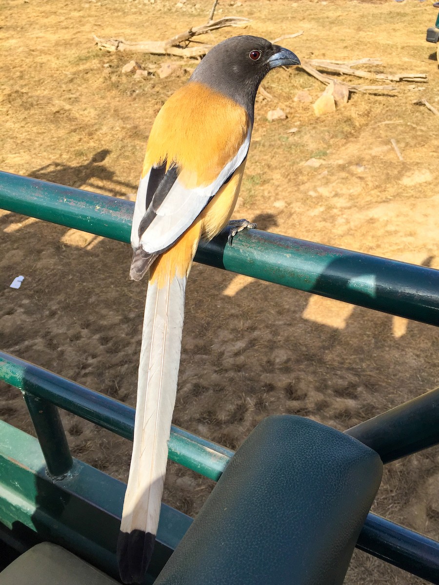 Rufous Treepie - Michael Weaver