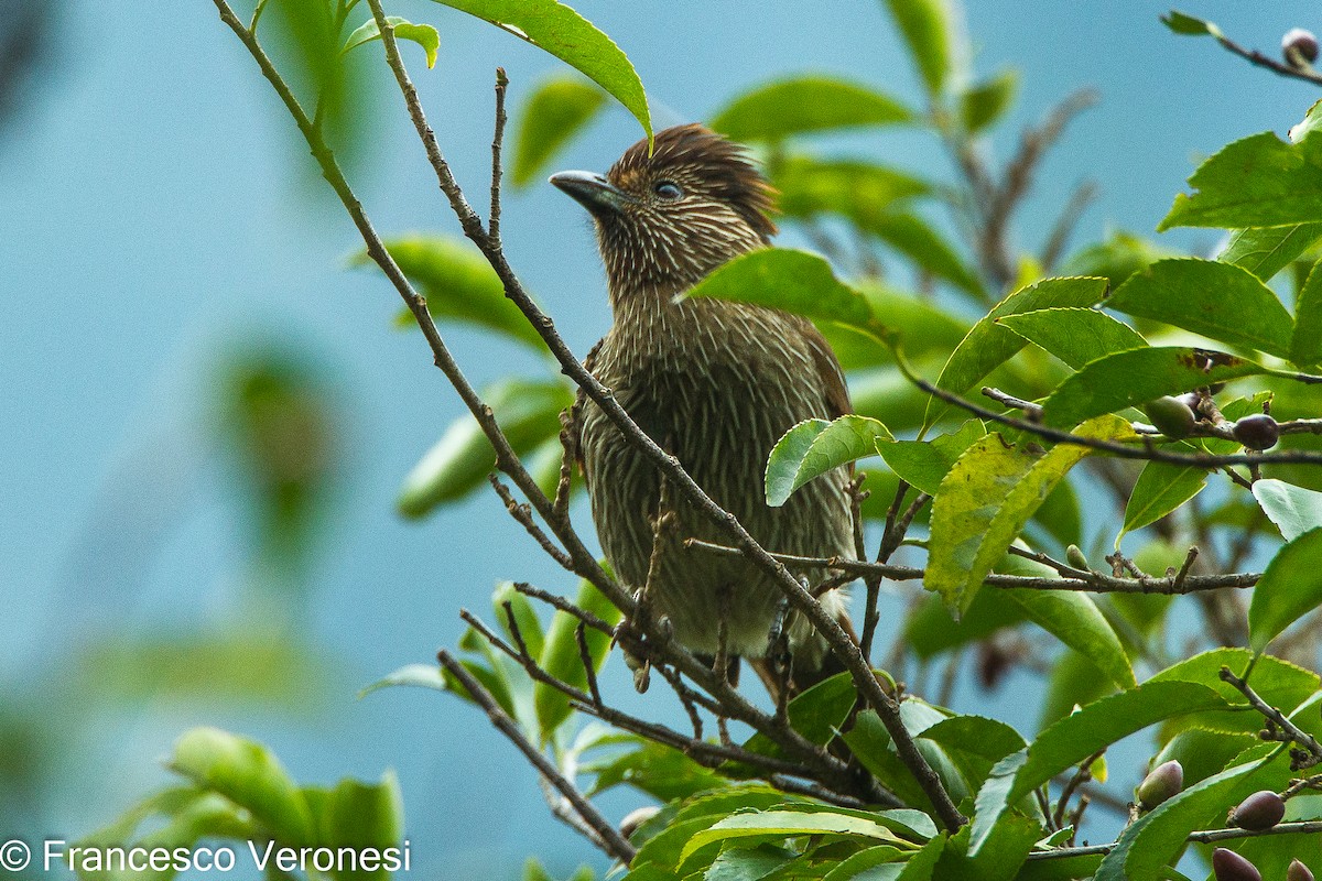 Striated Laughingthrush - ML460731281