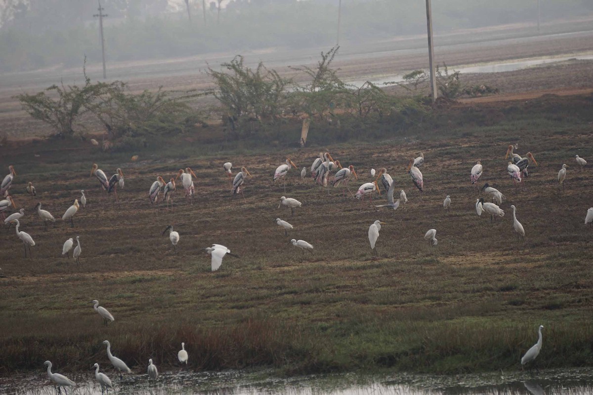 Painted Stork - John Daniel