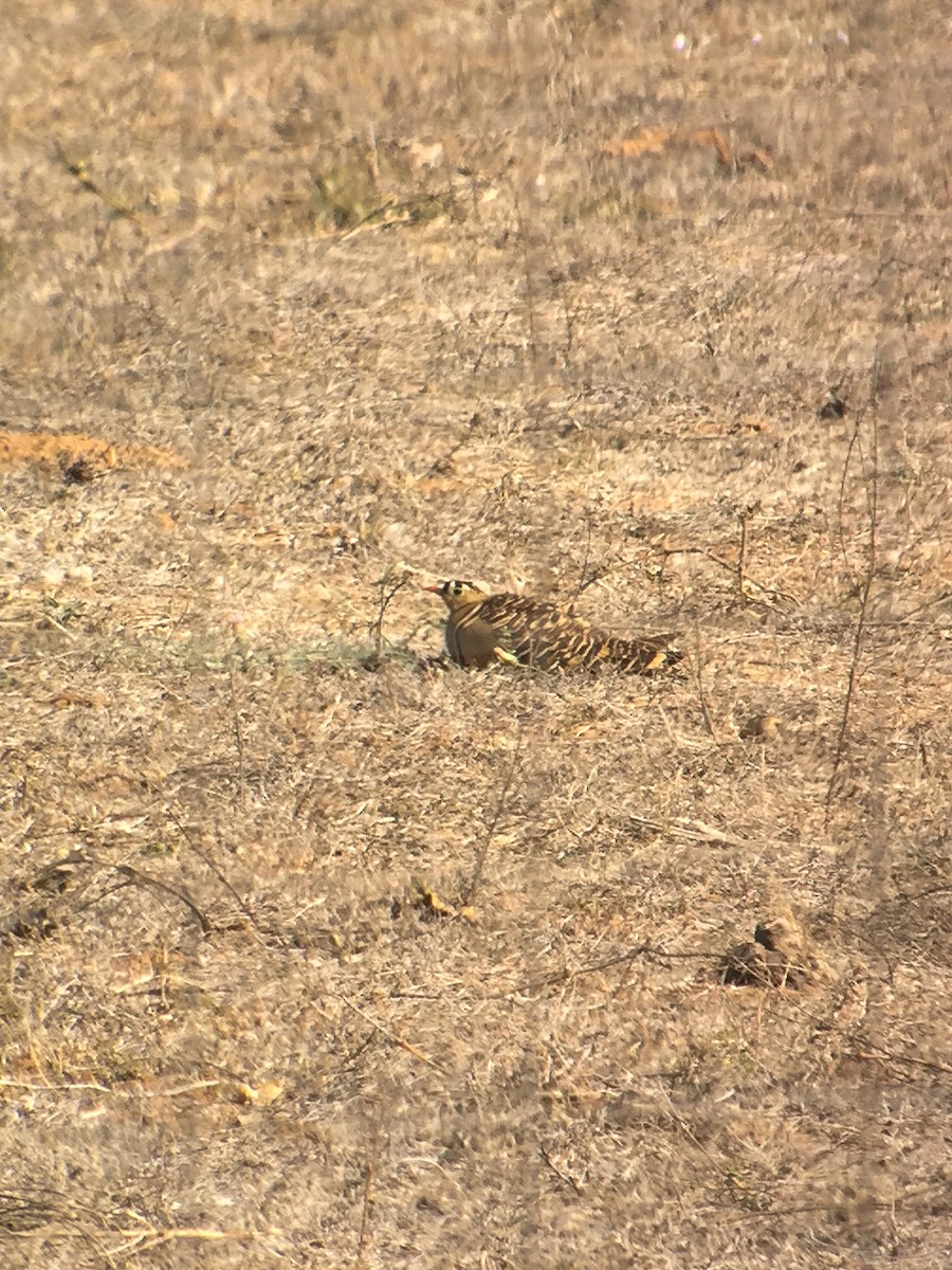 Painted Sandgrouse - Michael Weaver