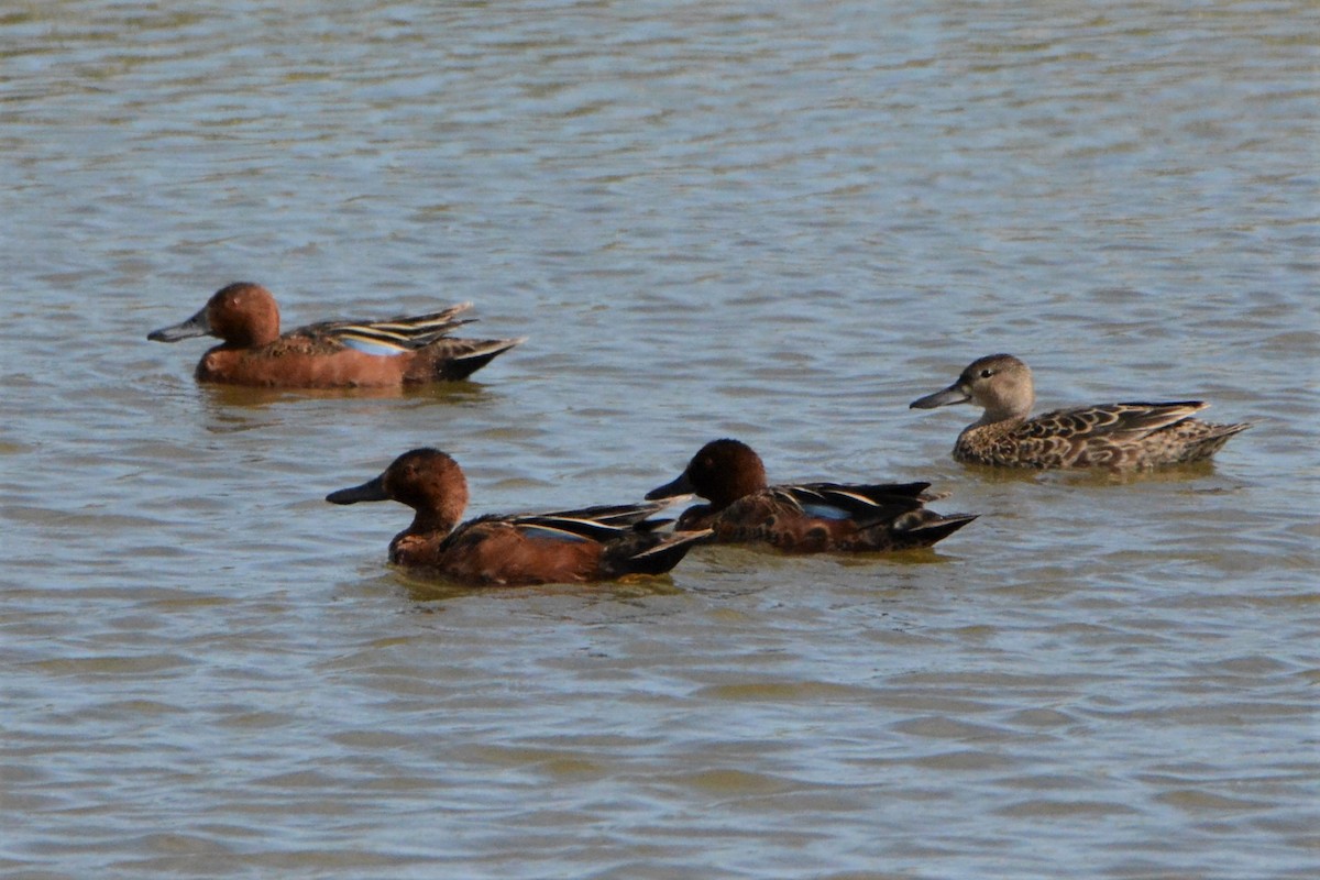 Cinnamon Teal - ML460732861