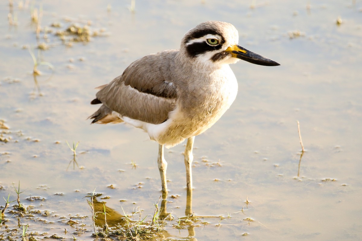 Great Thick-knee - Michael Weaver